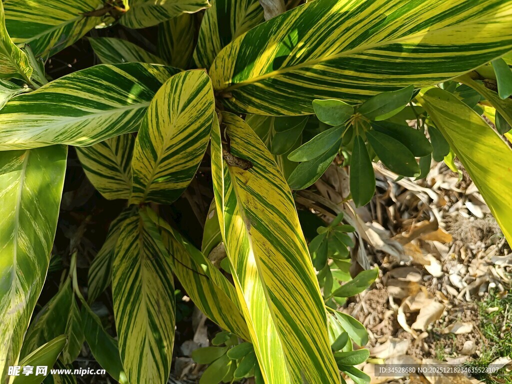 黄绿相间的斑斓叶片植物