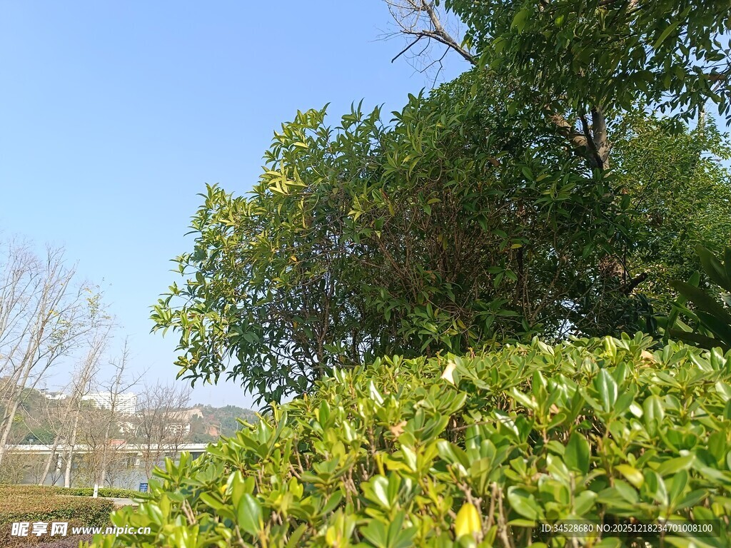 绿叶繁茂的户外景致