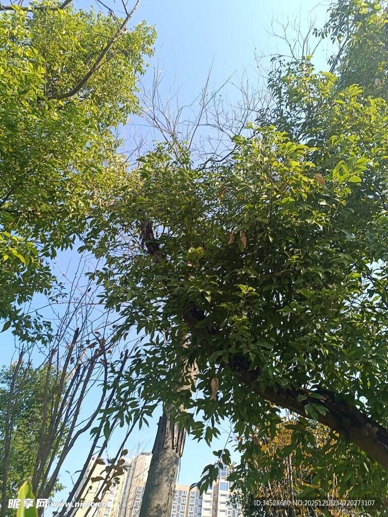 仰视绿树蓝天景象