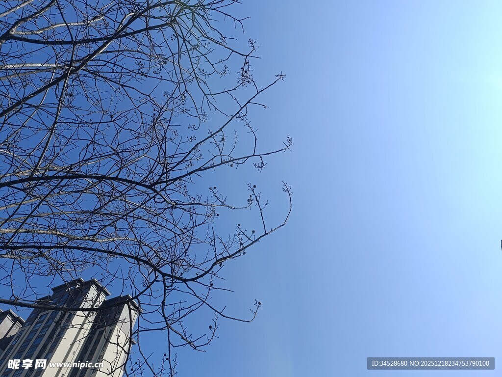 蓝天枯枝旁的高楼