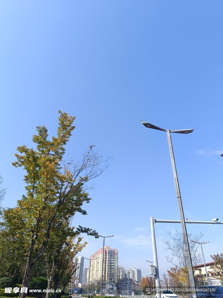 城市街道旁的路灯与绿树