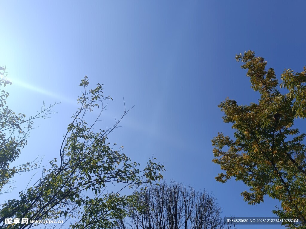 蓝天映衬下的树木枝叶