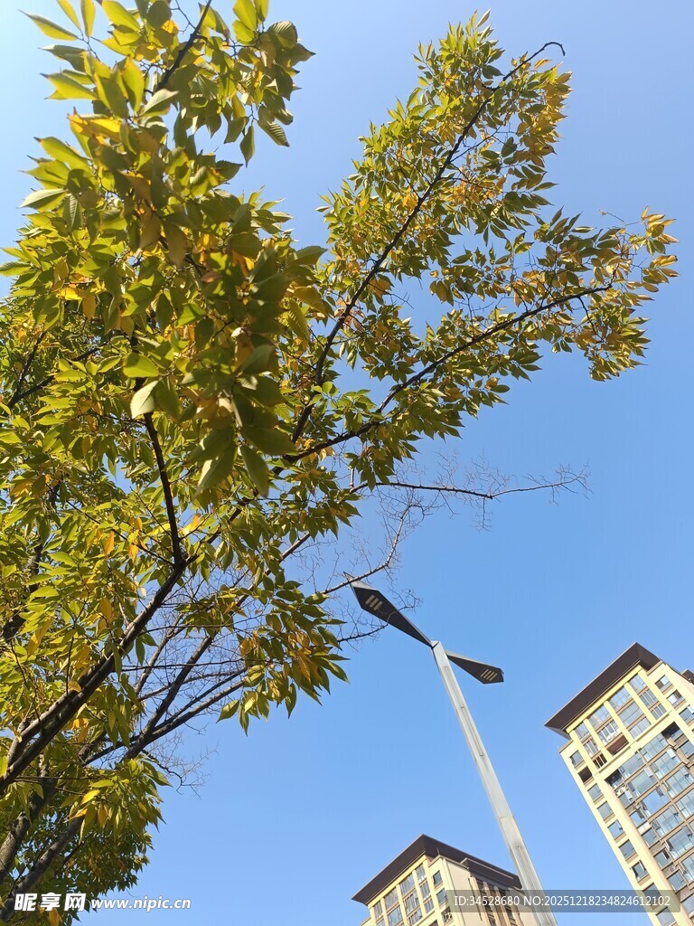 蓝天绿树旁的高楼景象