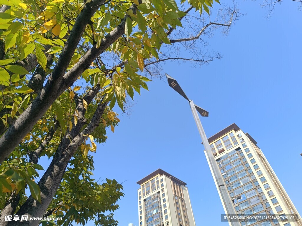 秋日树影下的高楼景观