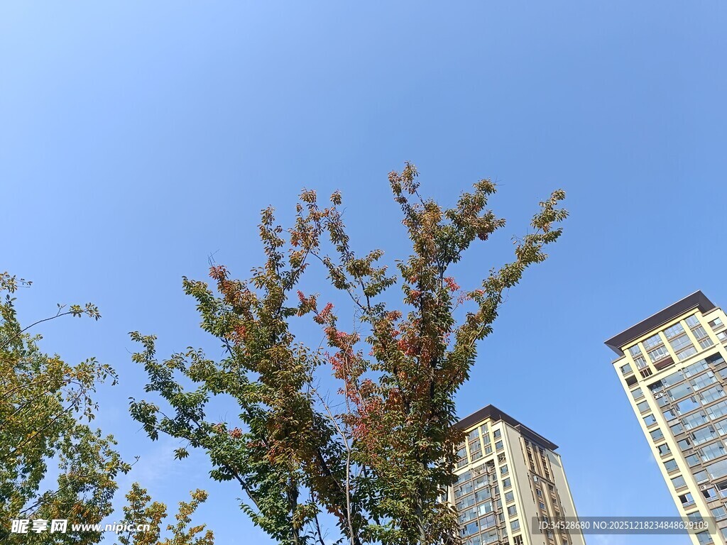 秋日树影伴高楼