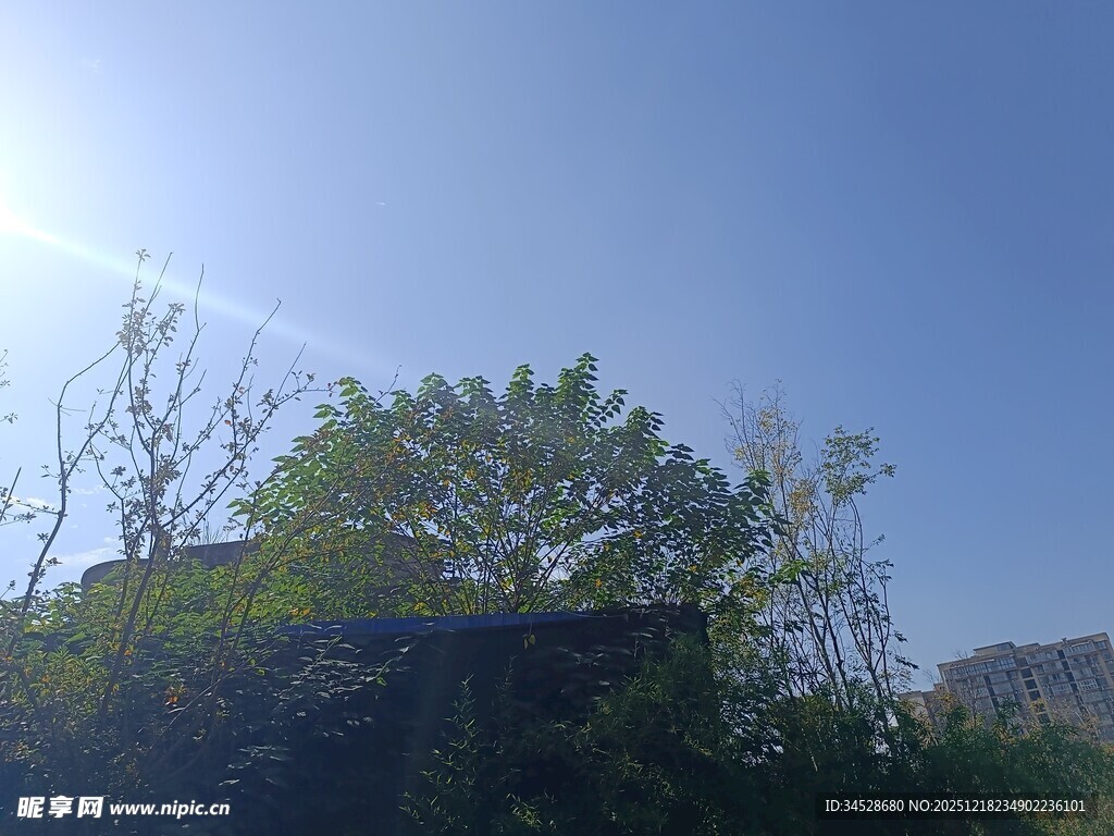 阳光下的绿树蓝天景象