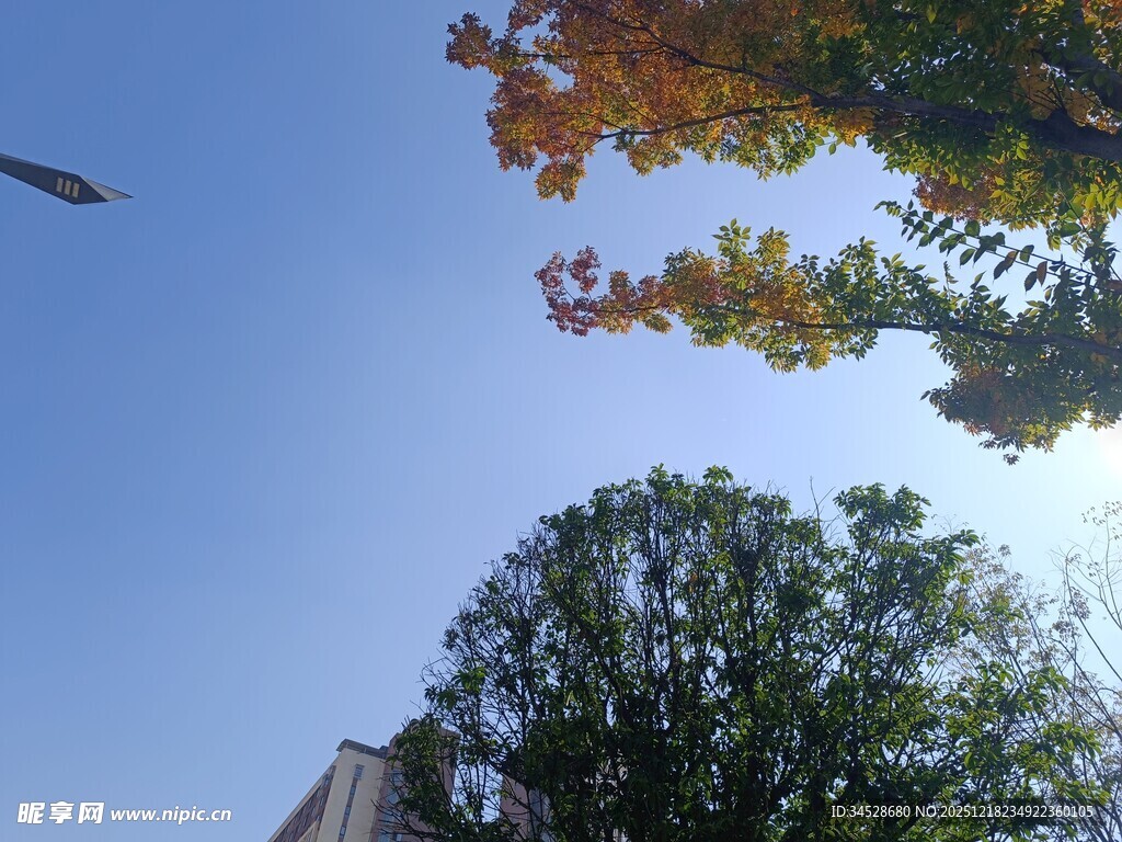 秋日树梢与蓝天飞鸟