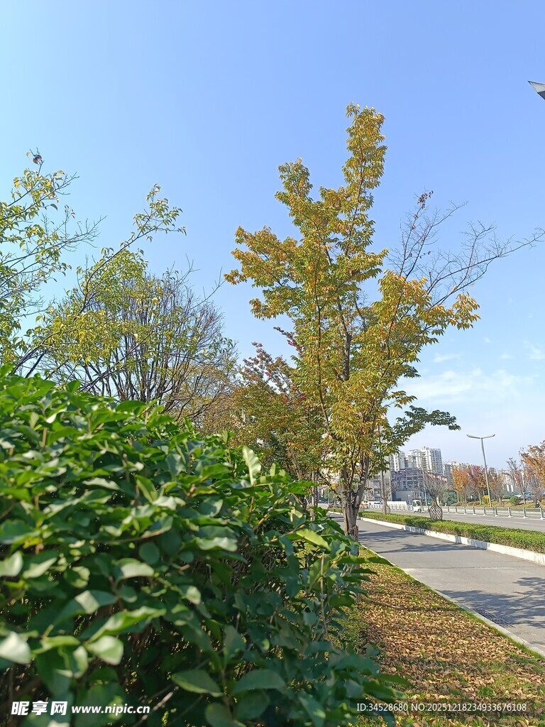 秋日路边绿植与树木景观