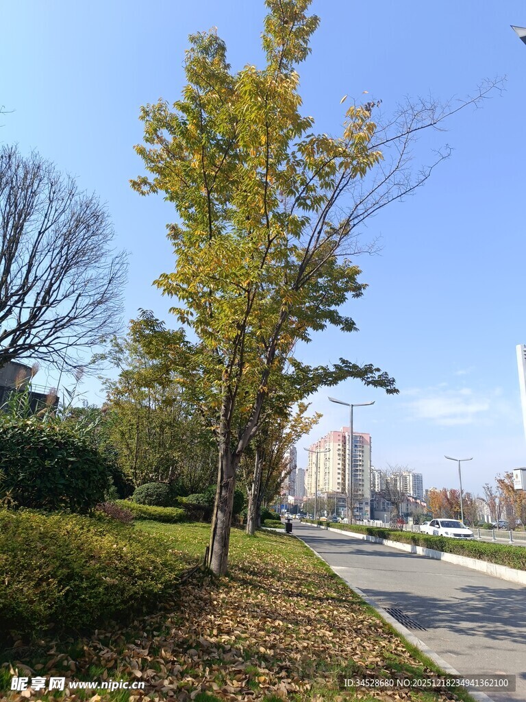 秋日路边树木风景