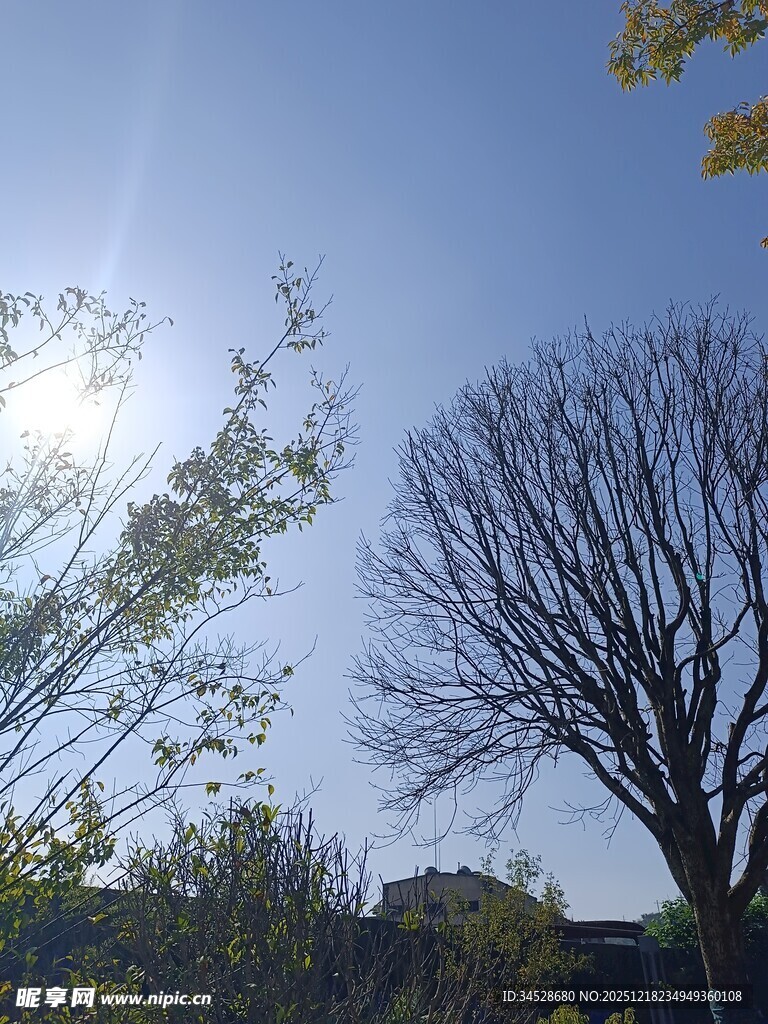 阳光下的树木与蓝天