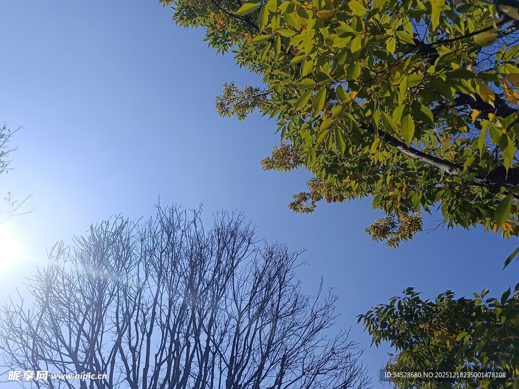 秋日树梢与晴朗蓝天