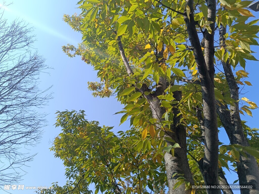 秋日蓝天旁的葱郁树木