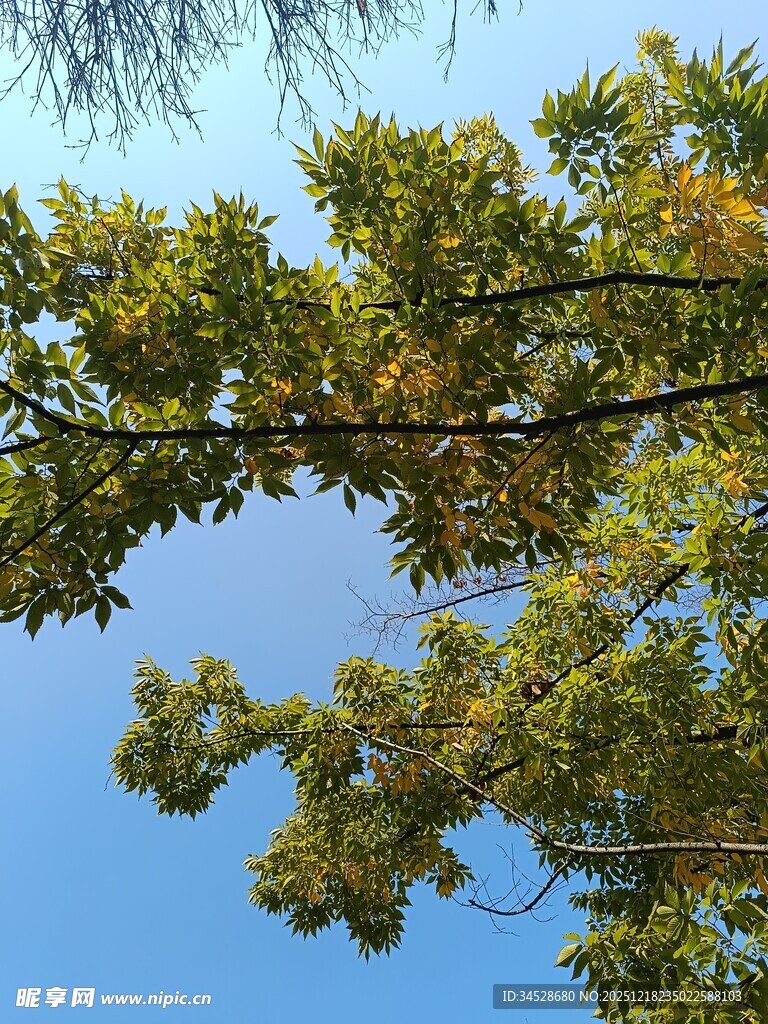 蓝天映衬下的繁茂树枝