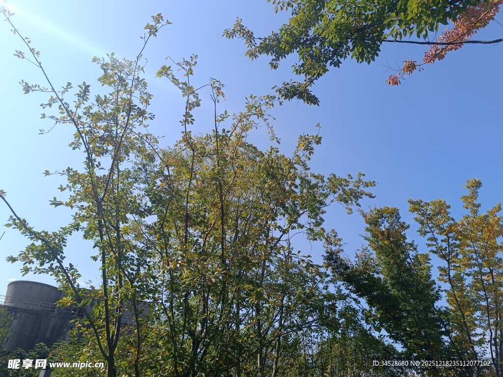 蓝天映衬下的葱郁树木