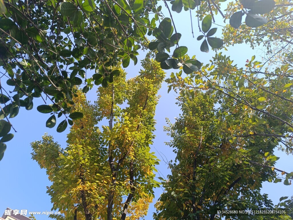 秋日树梢间的蓝天景致