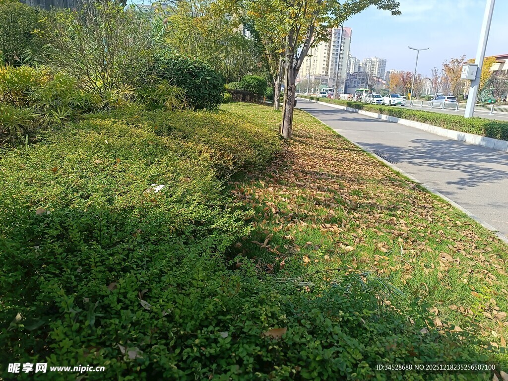 路边绿意盎然的植被景观