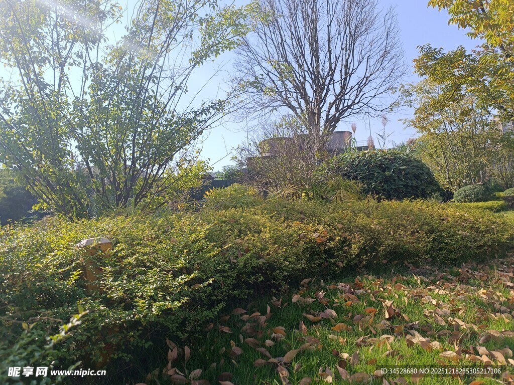 秋日林间繁茂植被景观