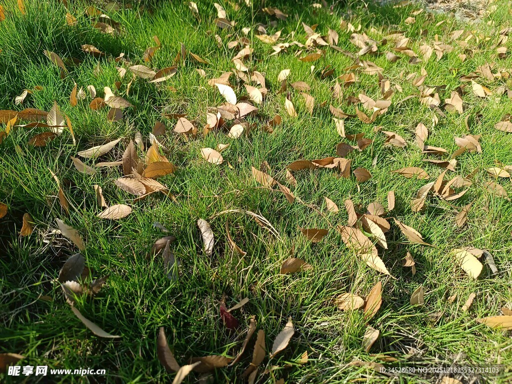 草地散落枯黄树叶景象