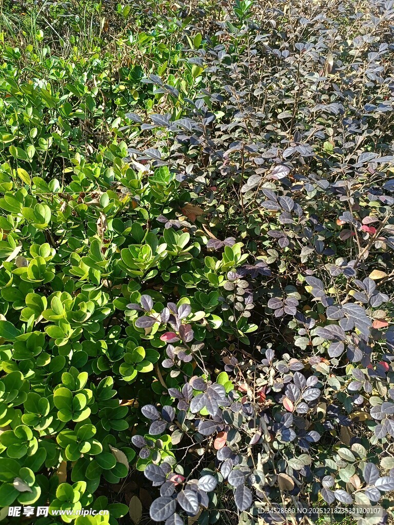 绿紫相间的植物景观