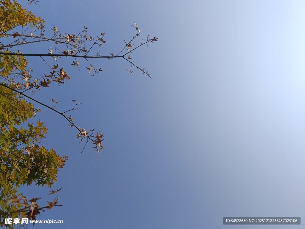 蓝天映衬下的枝叶