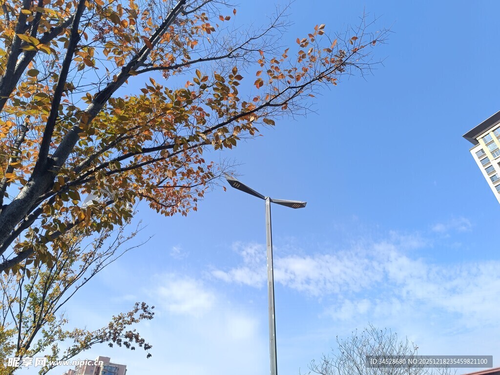秋日街景中的路灯与树木