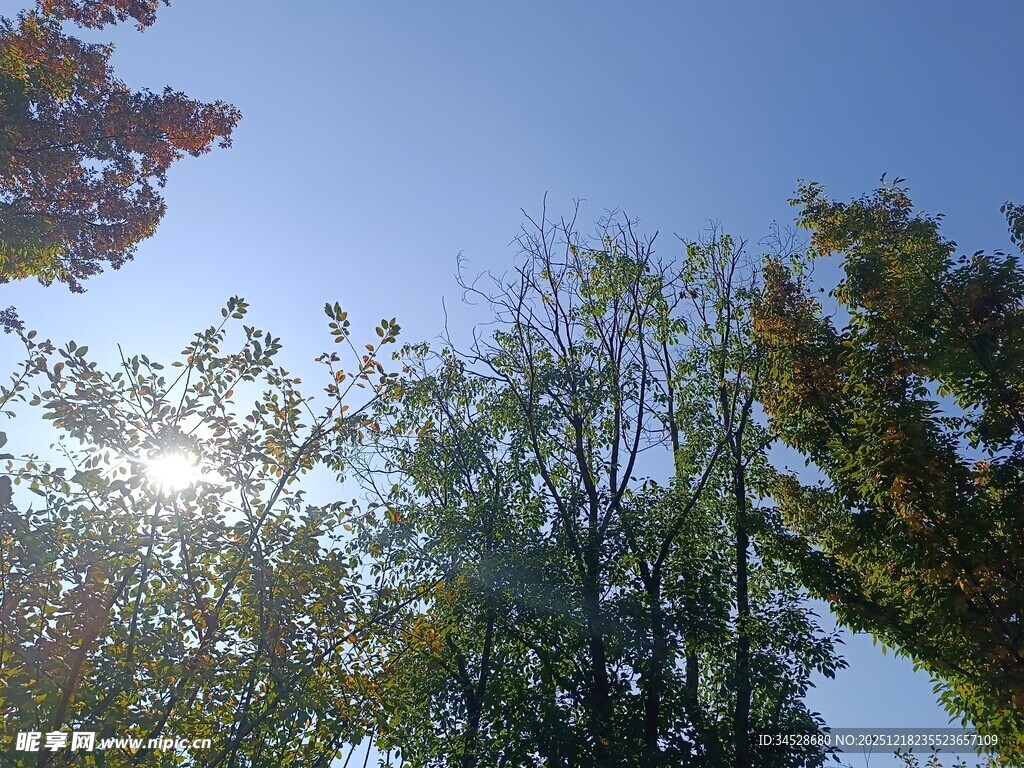 秋日林间阳光透过树梢