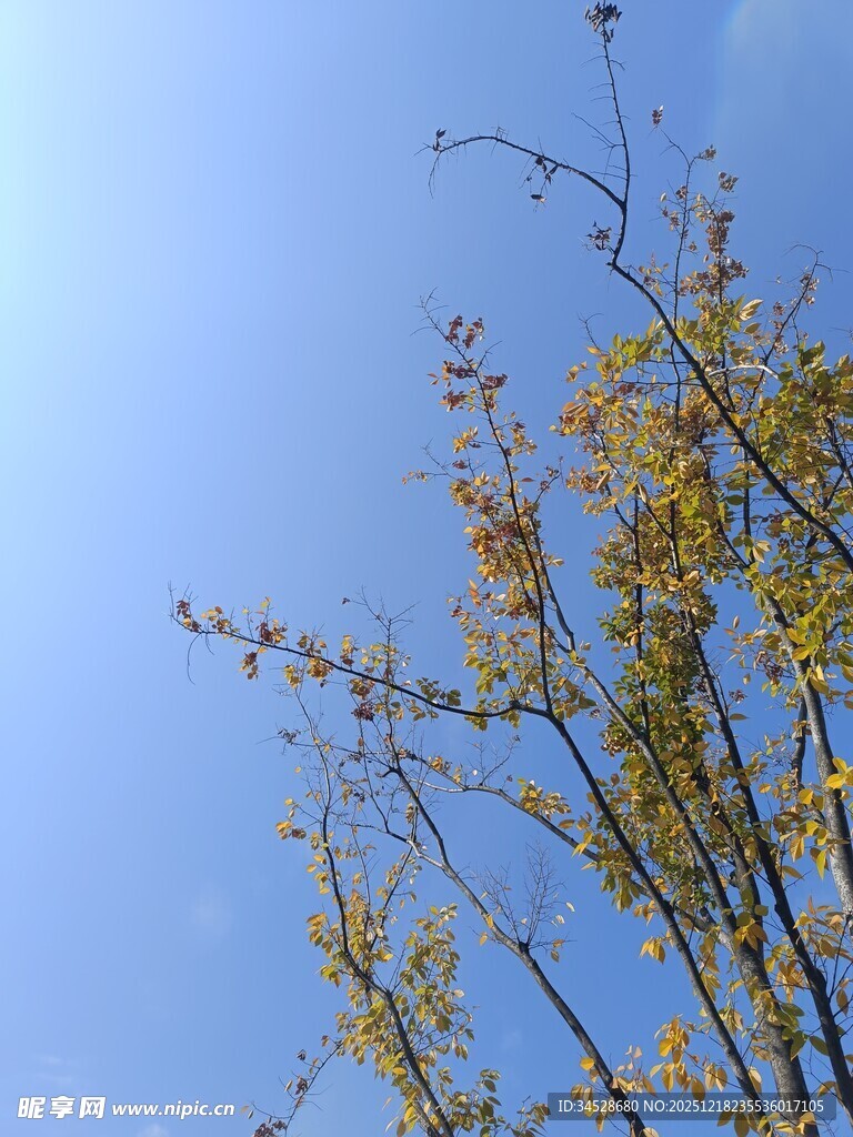 蓝天映衬下的枝叶