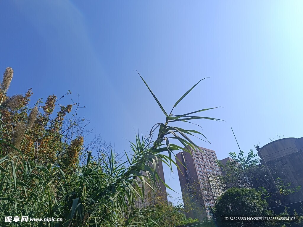 阳光下的绿植与城市建筑