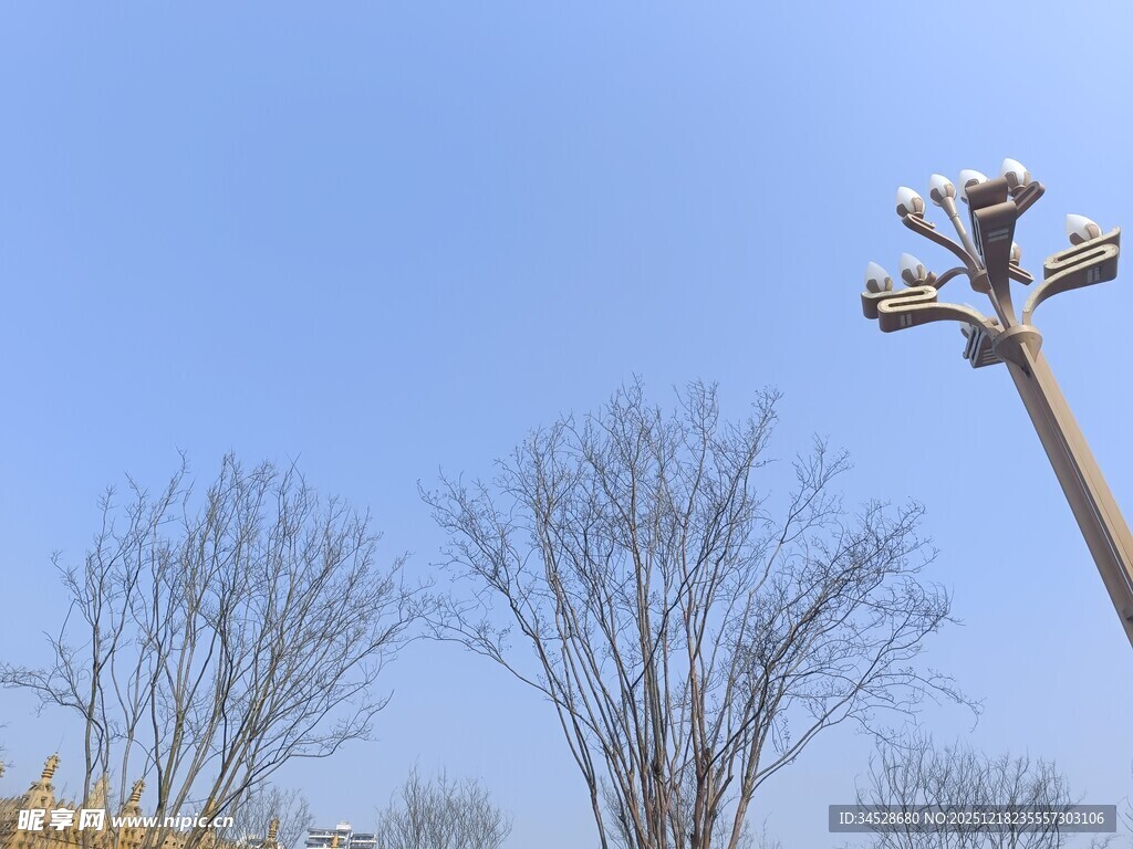 户外路灯与光秃树木景观