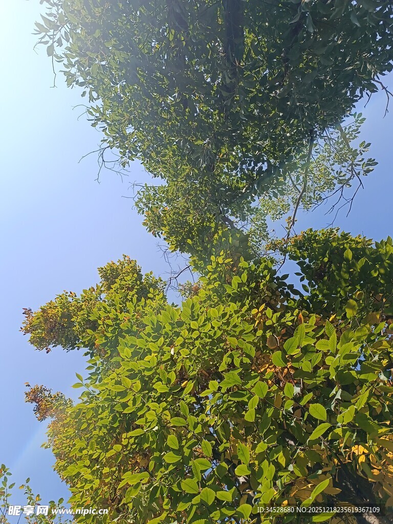 仰视葱郁树木蓝天景象