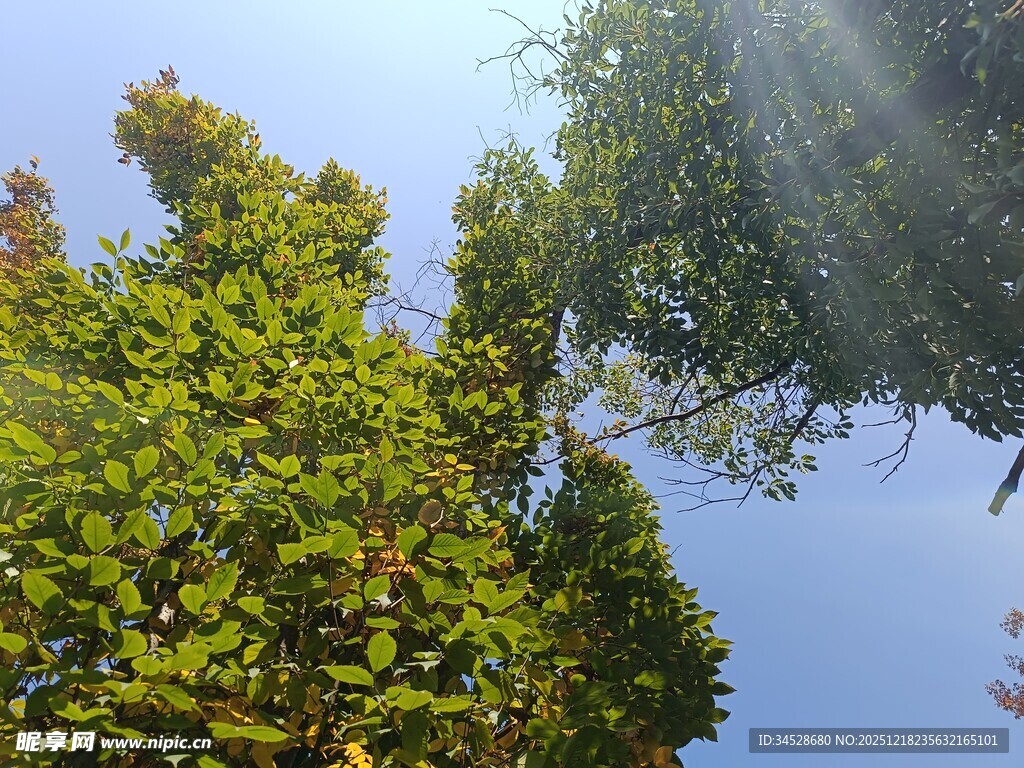 阳光照耀下的葱郁树木