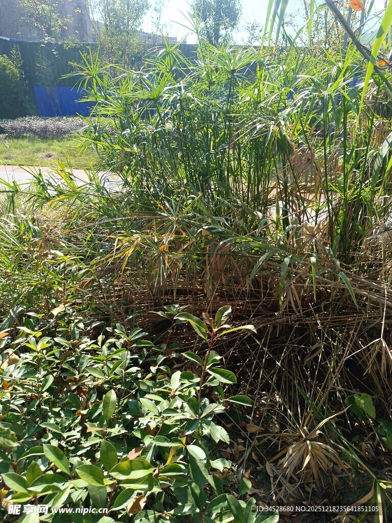 户外丛生的绿色植物