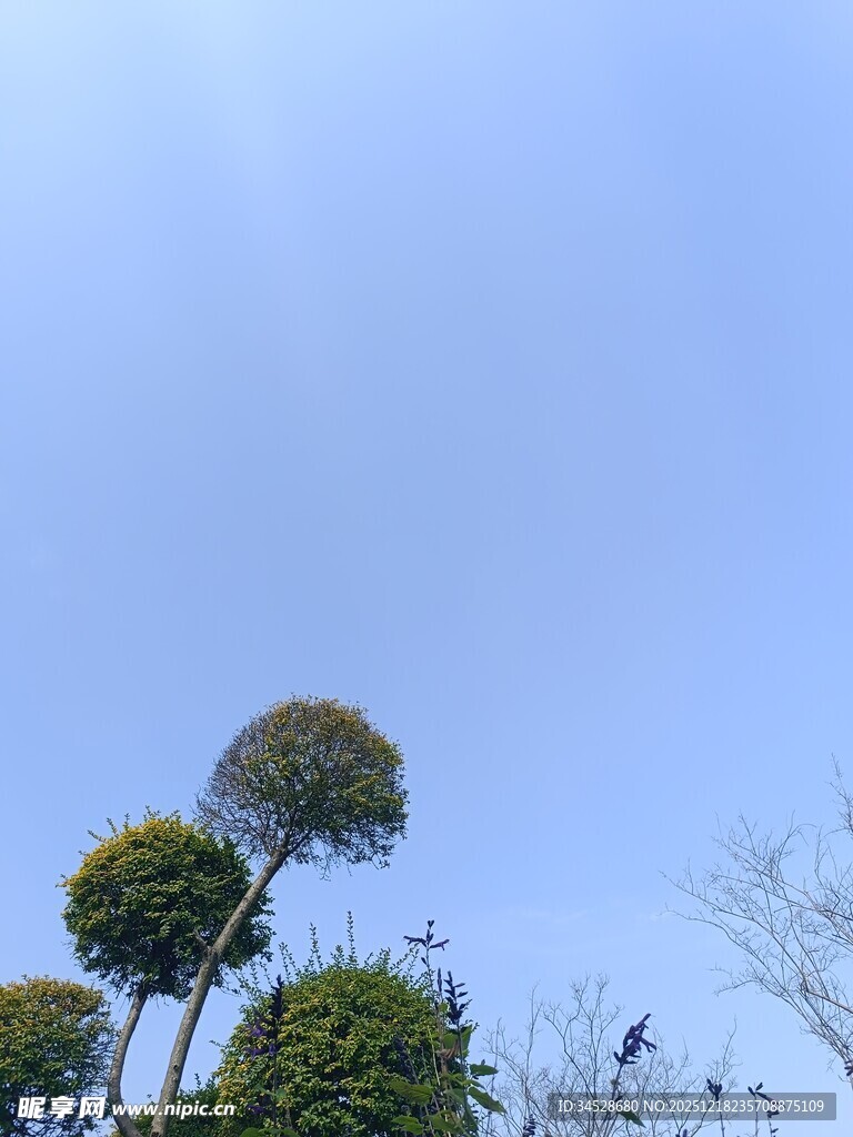 蓝天映衬下的独特树木