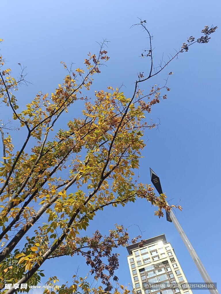 秋日树梢与蓝天高楼