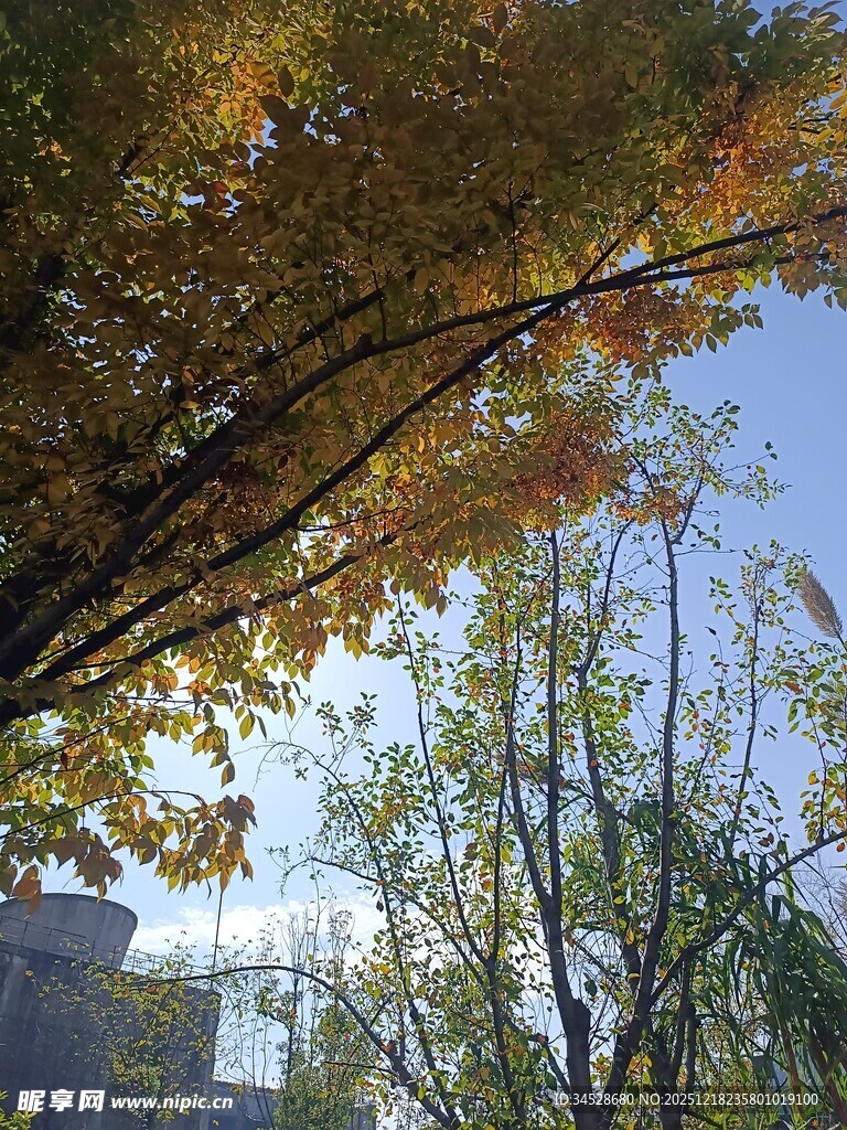 秋日金黄树叶与蓝天景象