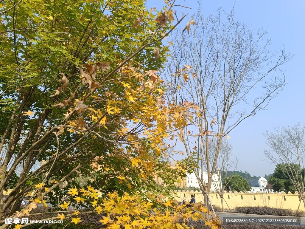 秋日路边黄叶树木景致