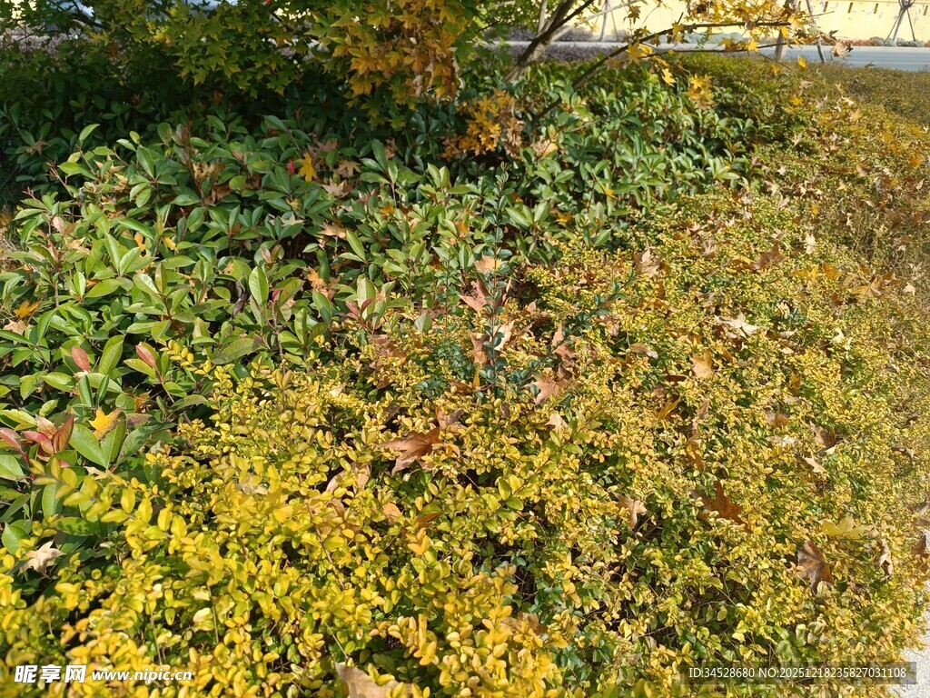 秋日斑斓绿植景观