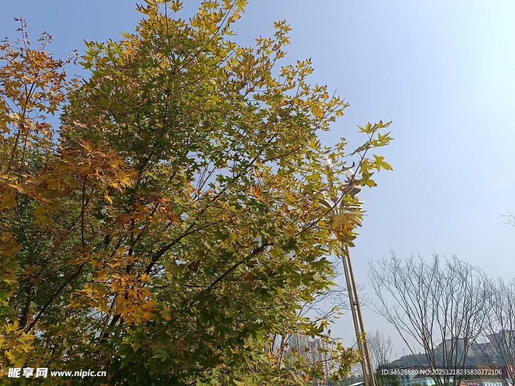 秋日黄叶树木景致