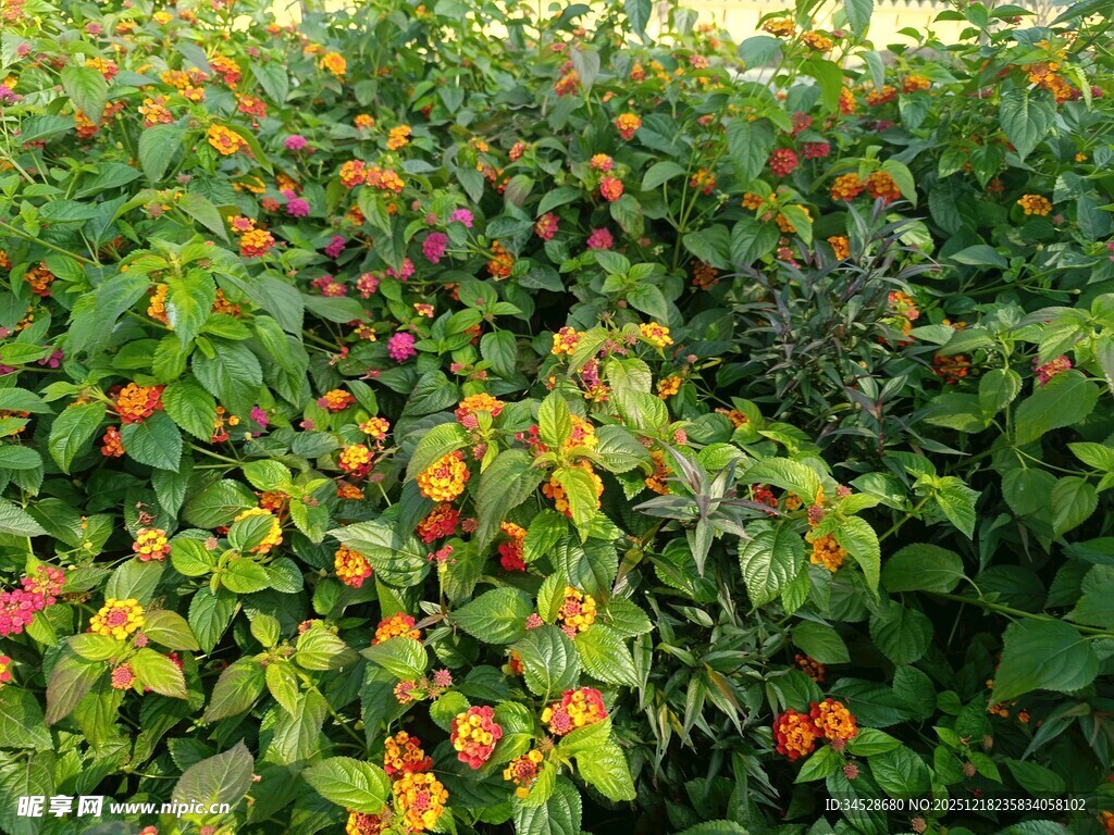 硕果累累的多彩果实植株