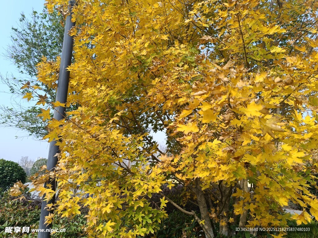 秋日金黄树木景致