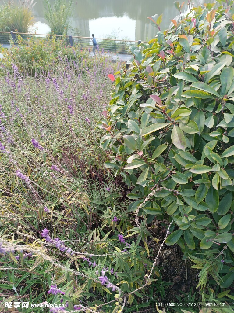 野外繁茂的花草与绿植