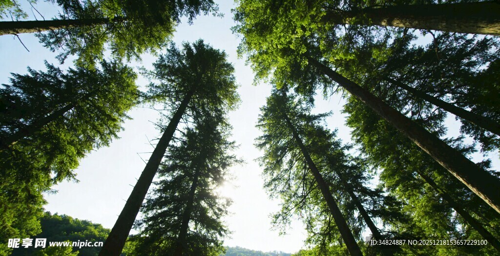 仰视茂密高耸的松树林