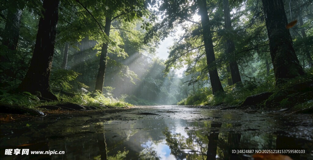 林间晨光洒落静谧溪流