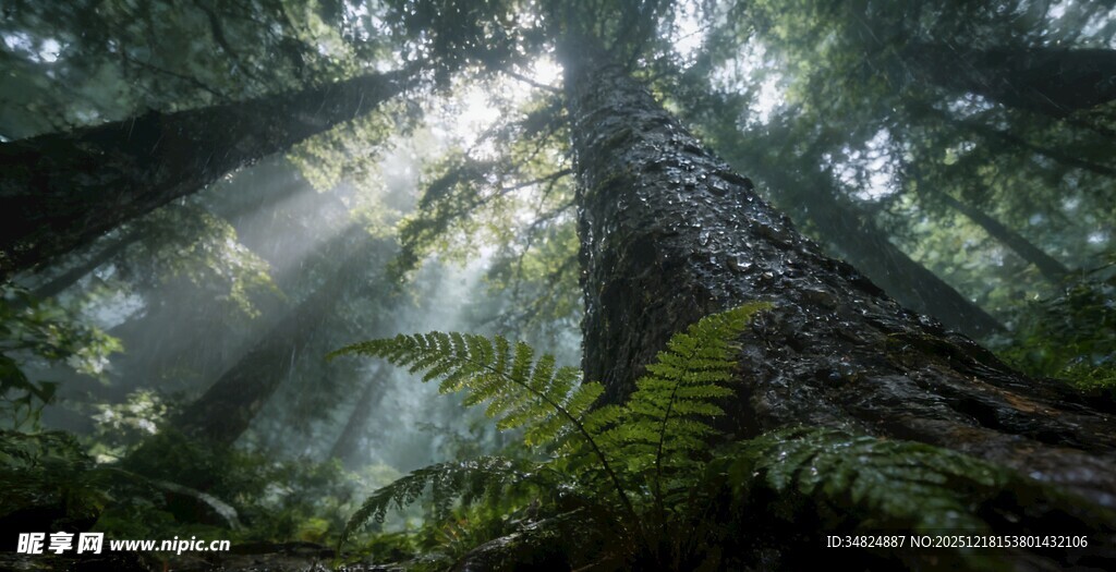 森林中的阳光与古老大树