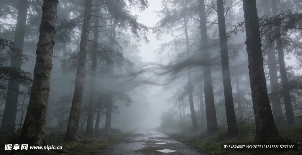 迷雾森林中的幽静小路