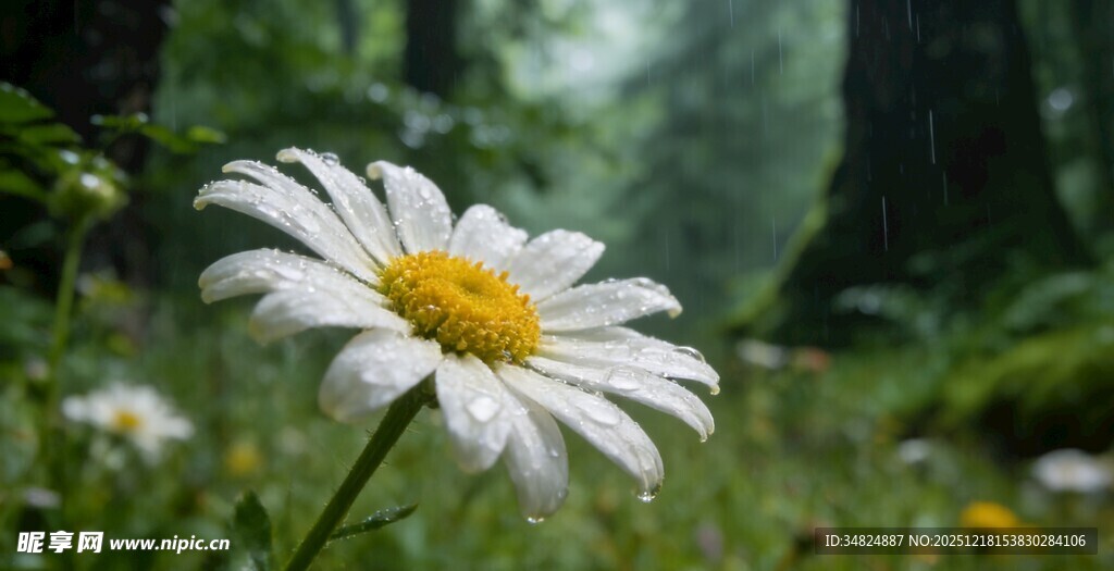 林间绽放的清新小白菊