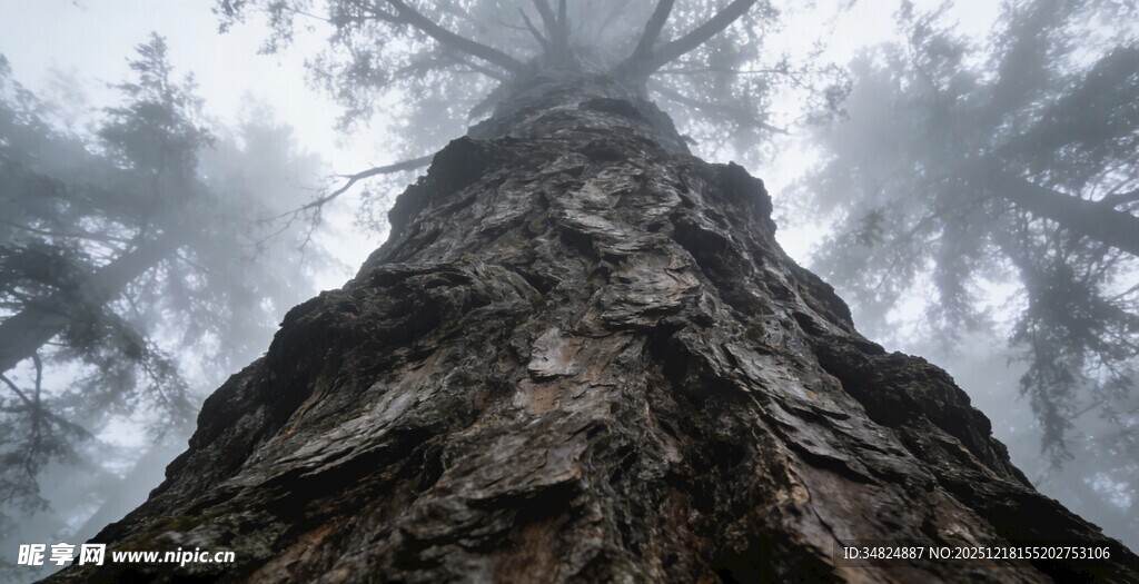 仰视迷雾中高耸的古老大树
