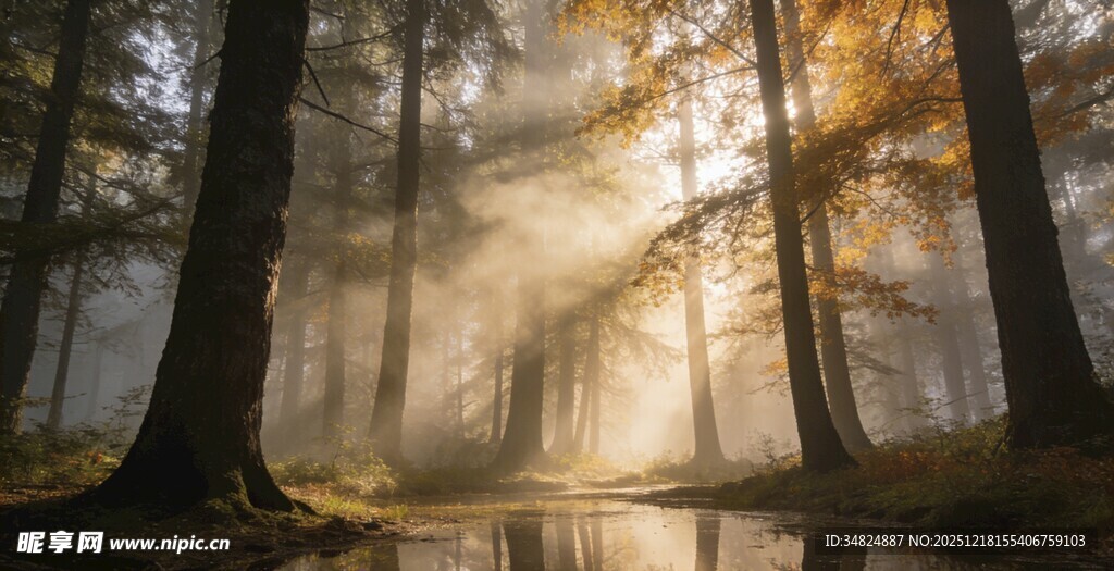 林间晨光静谧梦幻森林景