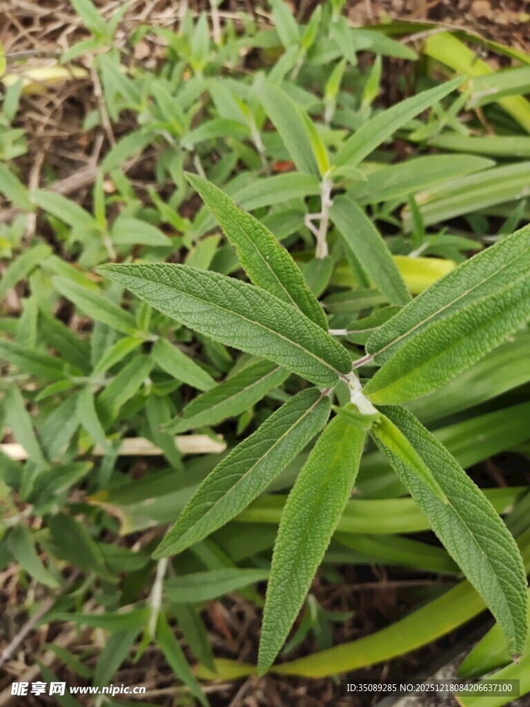 野外绿色植物特写
