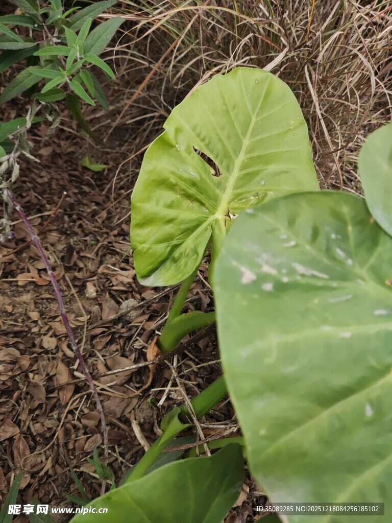 绿叶上的晶莹水珠